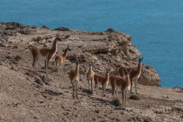 Guanaco .lihue calel national park