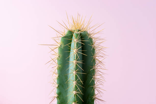 istock Close-up view of green cactus on bright background. Minimal composition. 1190601172