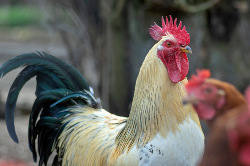 Portrait of a beautiful Triesdorfer country chicken rooster, a new German chicken race.