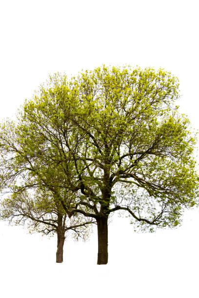zbliżenie grupy drzew w sezonie jesienno-wiosennym odizolowane na białym - branch solitary tree oak tree seed zdjęcia i obrazy z banku zdjęć