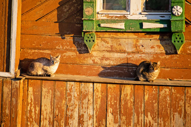istock Two cats are sitting under the window. 1190603566