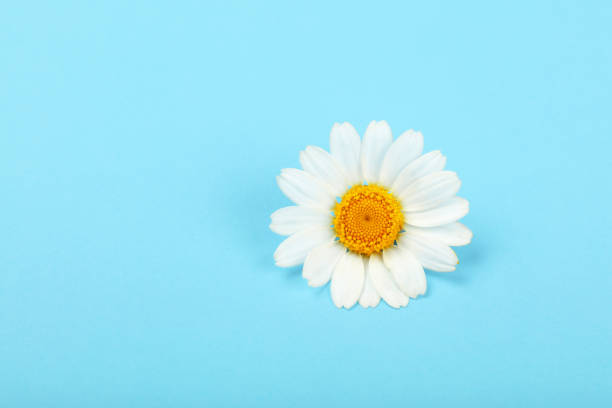 istock Close up one chamomile flower over blue 1190604262