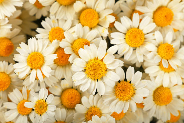 istock Close up background of chamomile flowers 1190604289