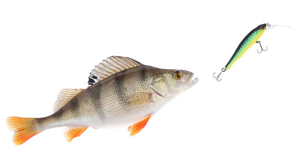 istock Perch chasing minnow hardbait isolated on white 119060487