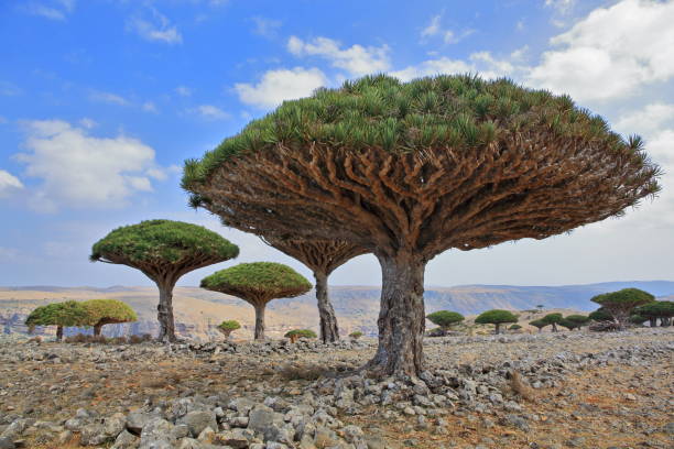 Dragon tree Dragon tree - Dracaena cinnabari - endemic tree from Soqotra, Yemen desert vegetation stock pictures, royalty-free photos & images