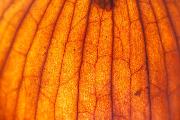 Red onion skin