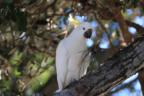 istock Sulphur-Crested Cockatoo (Cacatua galerita), Queensland Australia 1190604997