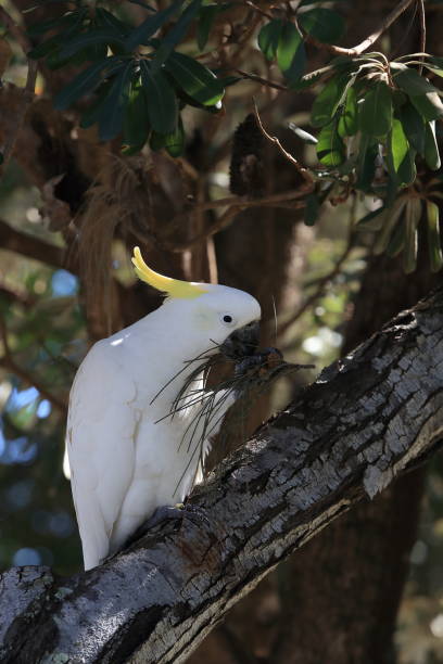istock Sulphur-Crested Cockatoo (Cacatua galerita), Queensland Australia 1190605256