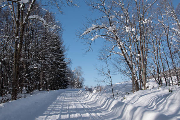 istock Rural road in winter 1190605701