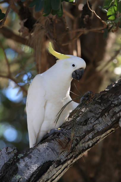 istock Sulphur-Crested Cockatoo (Cacatua galerita), Queensland Australia 1190607271