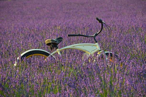One retro styled vintage bicycle in backlit blooming purple lavender field at sunset, Provence, France, low angle side view