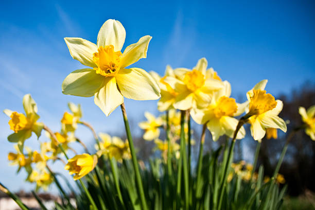 mittenfokus von narzissen mit morgentau - daffodil stock-fotos und bilder