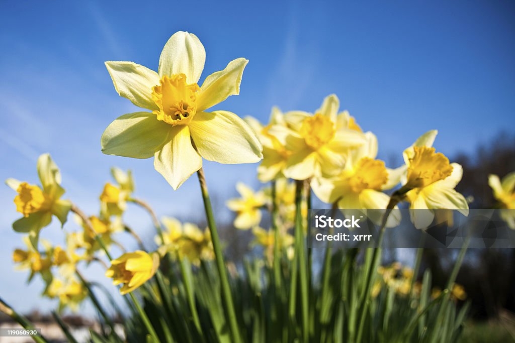 Differential skupienia daffodils w poranna rosa - Zbiór zdjęć royalty-free (Narcyz - Liliowate)