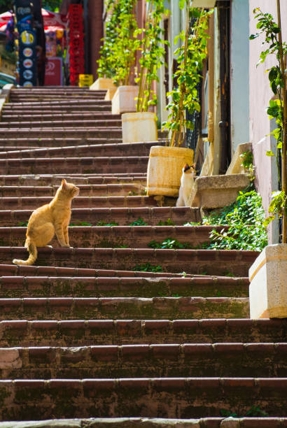 gatos callejeros en balat estambul - staircase steps istanbul turkey fotografías e imágenes de stock