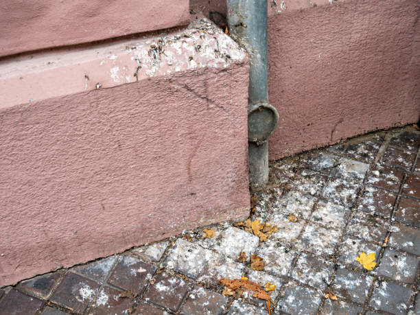 istock Pigeon droppings on the facade Pigeon plague 1190616489