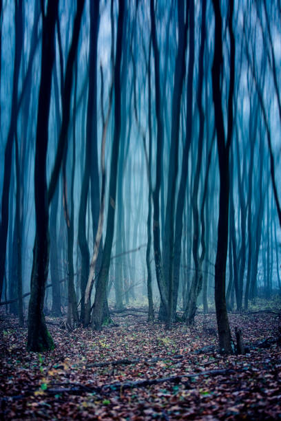 istock misty morning in autumn forest 1190617419