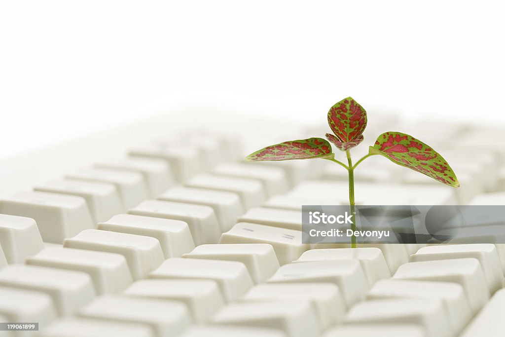 Teclado de computador e broto - Foto de stock de Aprender royalty-free