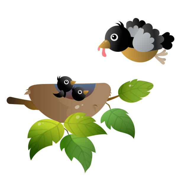 ilustrações de stock, clip art, desenhos animados e ícones de color image of cartoon bird nest with nestlings or chicks on white background. vector illustration for kids. - cheeper