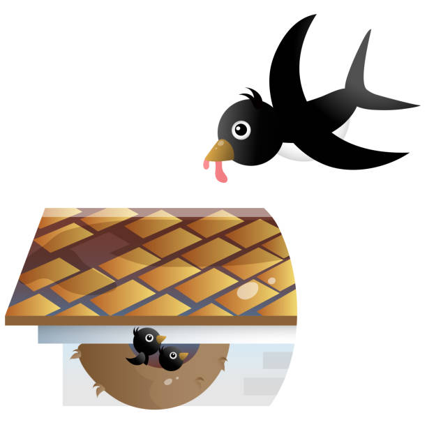ilustrações de stock, clip art, desenhos animados e ícones de color image of cartoon swallow nest with nestlings or chicks on white background. vector illustration for kids. - cheeper