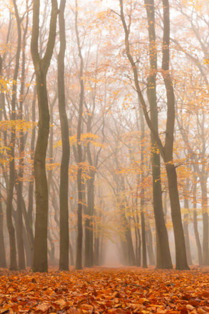 istock Path through a foggy Beech tree landscape during a beautiful fall morning 1190623111