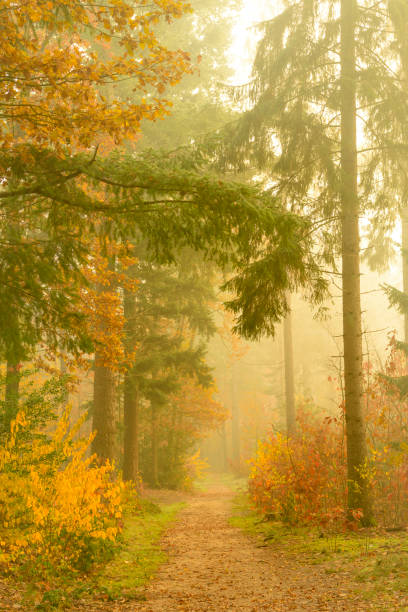 istock Path through a foggy pine tree landscape during a beautiful fall morning 1190623219