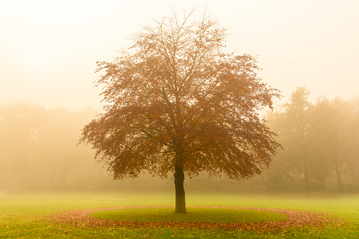 Tree with a circle of fallen leaves in a field during a foggy autumn day with more trees in the background.