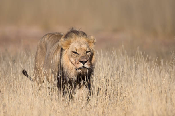 istock Male Lion in dry grass 1190625088