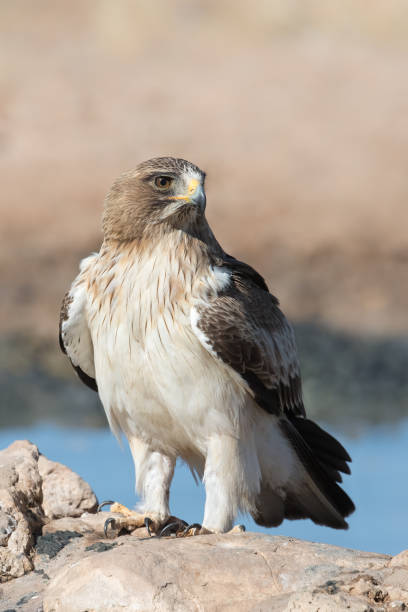 Booted Eagle perched on a rock stock photo