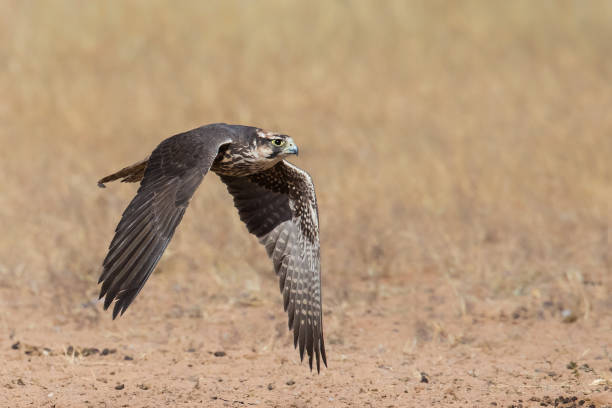 falcão de lanner na caça do vôo - lanner falcon - fotografias e filmes do acervo