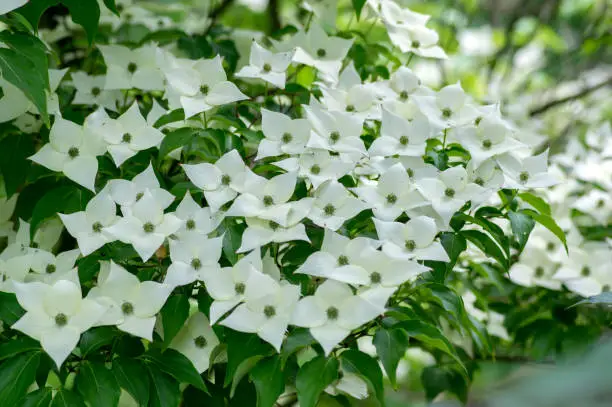 Cornus kousa ornamental and beautiful flowering shrub, bright white flowers with four petals on blooming branches, green leaves