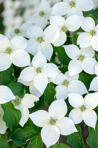 Cornus kousa ornamental and beautiful flowering shrub, bright white flowers with four petals on blooming branches, green leaves