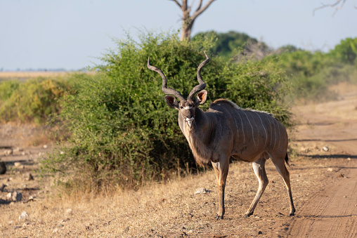 portrait of a male kudu in africa