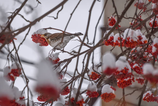 istock fieldfare rowan snow branches winter 1190627923