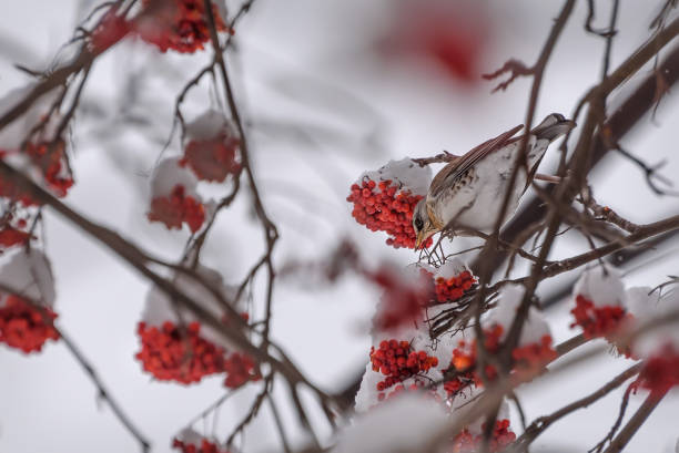istock fieldfare rowan snow branches winter 1190627935