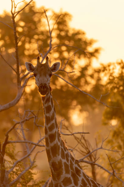 retrato de uma girafa na luz solar bonita - hwange national park - fotografias e filmes do acervo