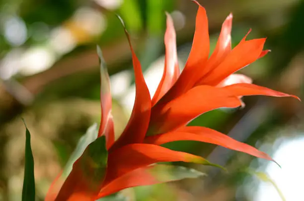 Photo of Bromelia Orange Red Flower Sunlight Guzmania Green Bokeh Background Colorful Summer Floral Sunny Pattern Macro Photography