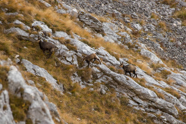 istock a herd of chamois on a steep slope 1190629573