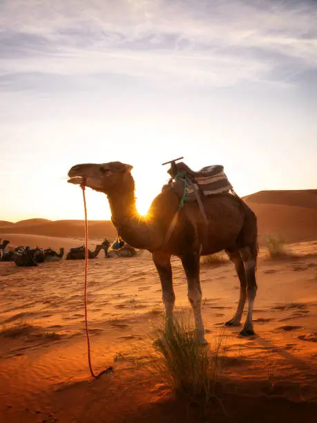 Photo of Sahara