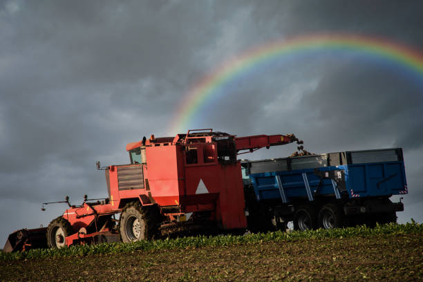 raccogliere barbabietole sotto un bellissimo arcobaleno - beet sugar tractor field foto e immagini stock