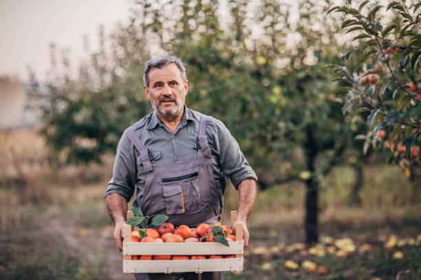 istock Farmer in orchard holding a crate with apples 1190631095
