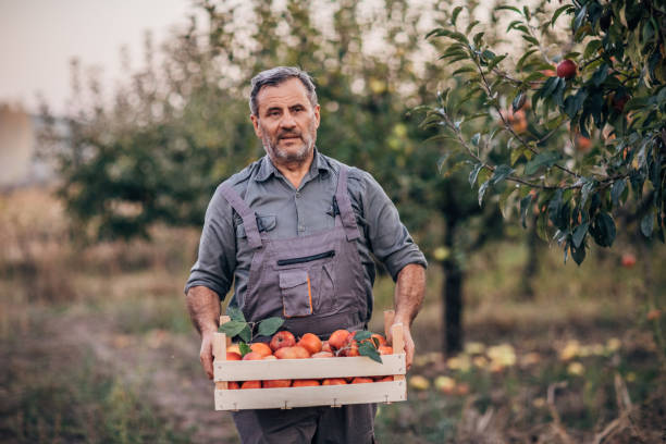 istock Farmer holding a crate with apples 1190631671