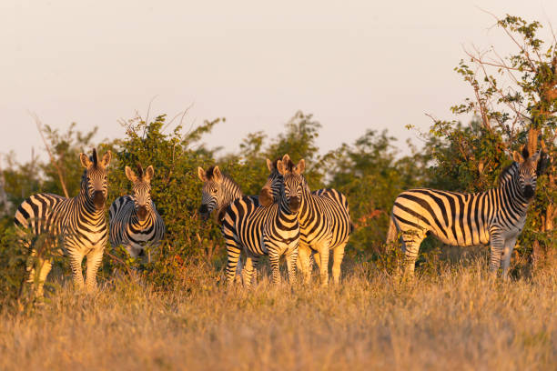 семейство зебр в красном солнечном свете - hwange national park стоковые фото и изображения