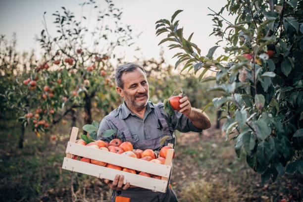 istock Senior man picking up apples in fruit orchard alone 1190632127