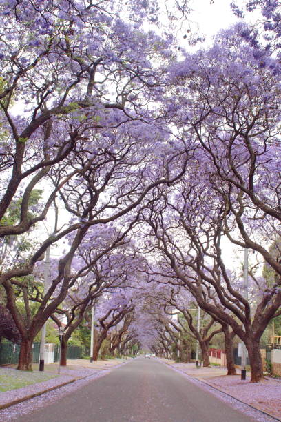 istock Canopy of blooming jacaranda trees 1190632174