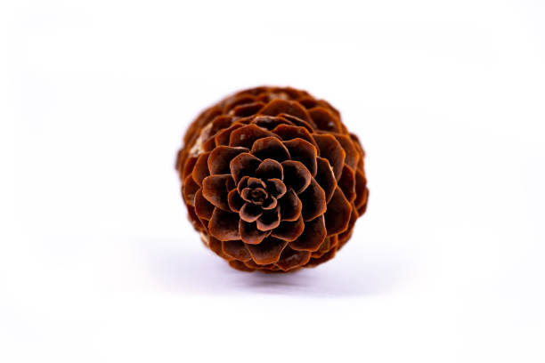 istock A brown fir cone isolated on white background 1190632181