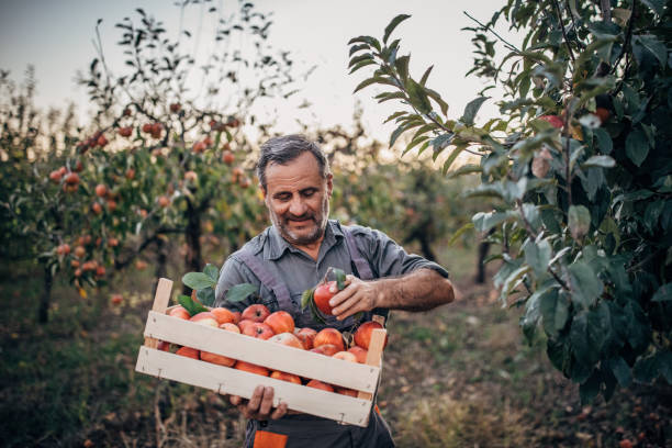 istock Farmer picking up apples in fruit orchard 1190632206