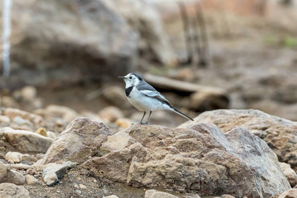 istock Bachstelze, Wagtail, Thailand 1190632245