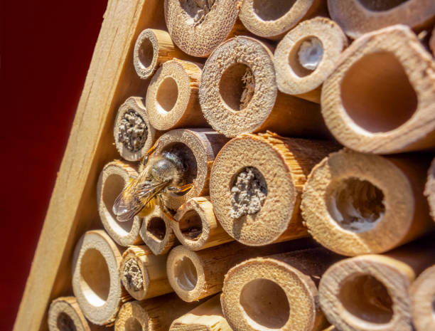 sunny scenery showing a wild bee on a insect hotel