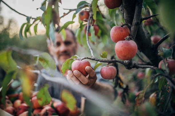 istock Farmer picking up apples in fruit orchard 1190632412