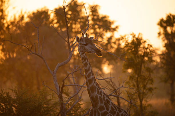 portrait of a giraffe in beautiful sunlight